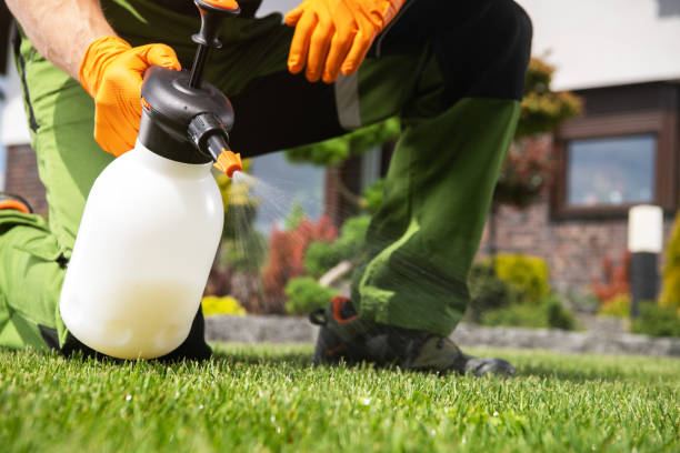 Best Local Pest Control Services  in Valley Springs, CA