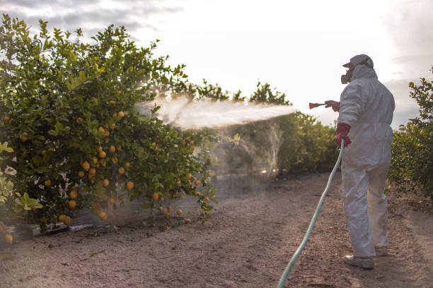 Best Termite Control Services  in Valley Springs, CA