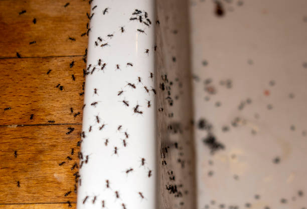 Best Emergency Pest Control  in Valley Springs, CA