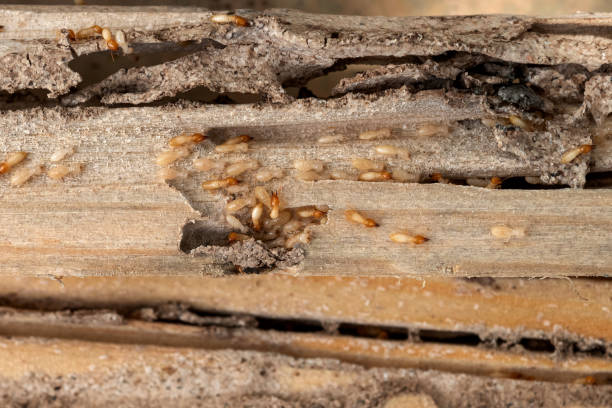 Professional Pest Control in Valley Springs, CA