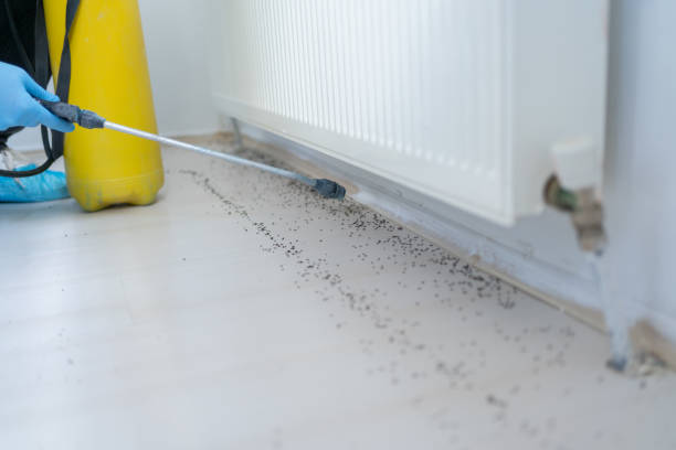 Best Mosquito Control Services  in Valley Springs, CA